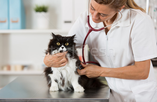 Vétérinaire écouter chat malade chaton [[stock_photo]] © fotoedu