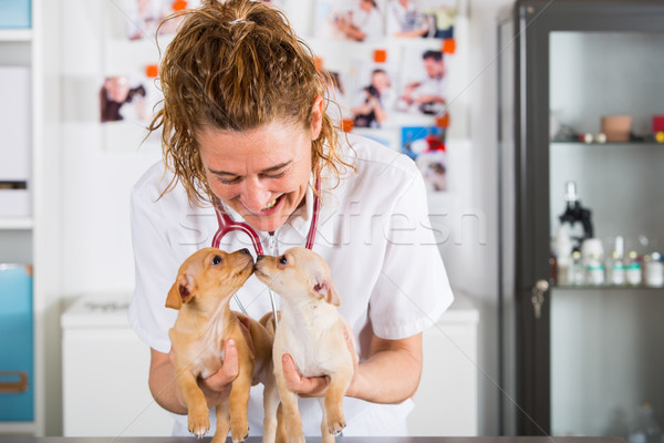 Veterinary with a Chihuahua puppy Stock photo © fotoedu