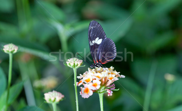 Briefträger Schmetterling groß lange Flügel orange Stock foto © fotoedu