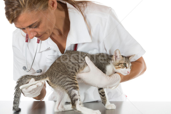 állatorvosi klinika kiscica elvesz hőmérséklet macska Stock fotó © fotoedu