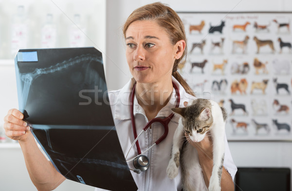 ветеринарный клинике котенка женщину улыбка Сток-фото © fotoedu