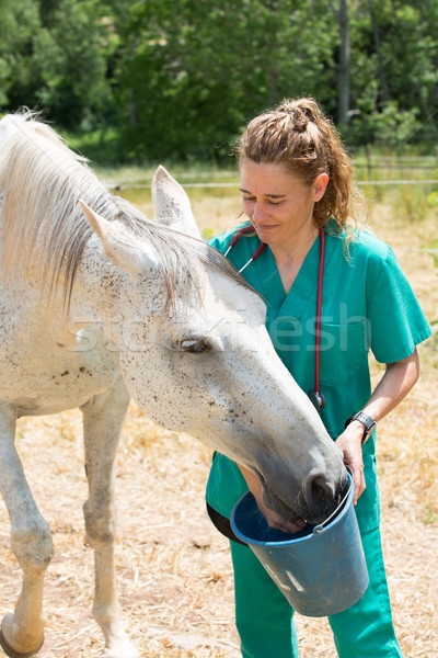 Veterinary on a farm Stock photo © fotoedu