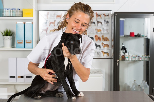 Foto stock: Veterinario · perro · americano · veterinario · sonrisa · médico
