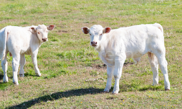 корова области зеленый трава лет промышленности Сток-фото © fotoedu