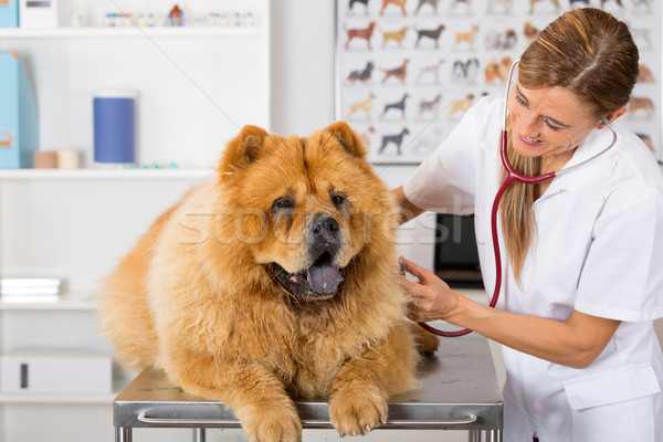 By listening to a dog Veterinary Chow Chow Stock photo © fotoedu