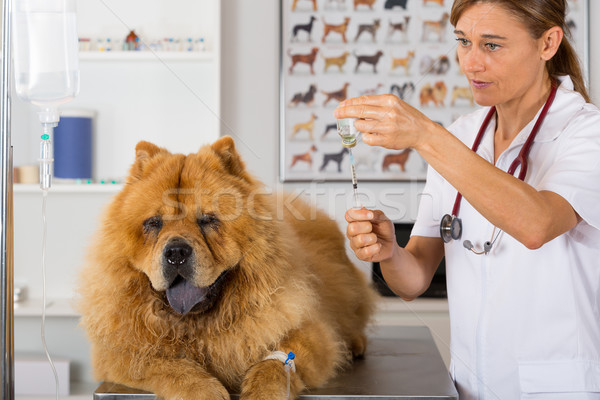 By listening to a dog Chow Chow Stock photo © fotoedu
