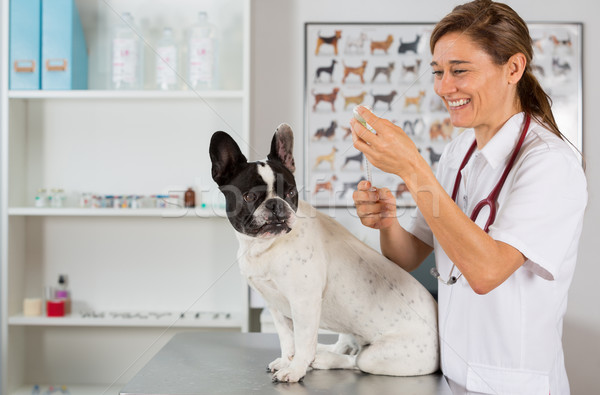 Veterinary clinic with a French bulldog Stock photo © fotoedu