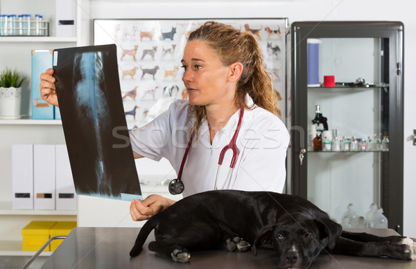 Tierarzt Hund Tierarzt Lächeln Arzt Stock foto © fotoedu