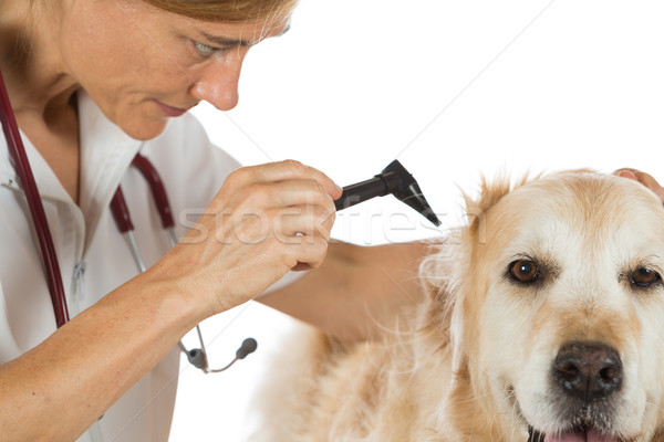 Foto stock: Veterinario · clínica · inspección · oído · dorado · médico