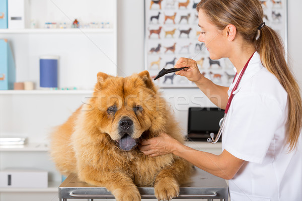 Veterinary clinic Stock photo © fotoedu