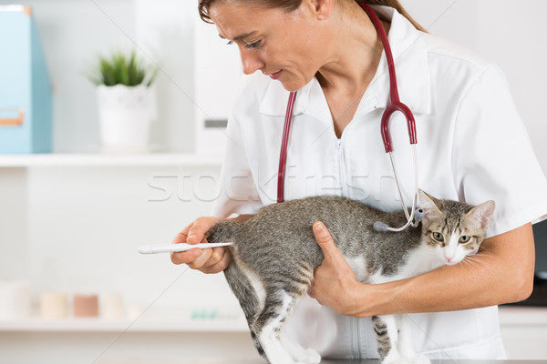 Stockfoto: Veeartsenijkundig · kliniek · kitten · temperatuur · kat