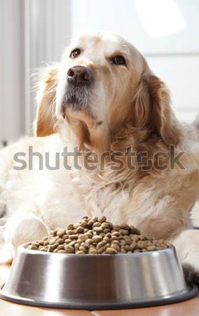 Dog with his food Stock photo © fotoedu