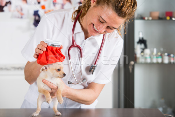 Veterinary with a Chihuahua puppy Stock photo © fotoedu