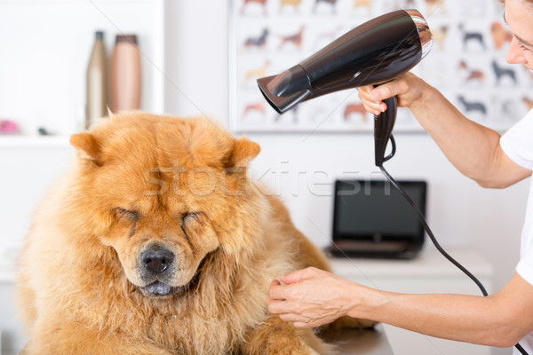 Canine hairdresser Stock photo © fotoedu