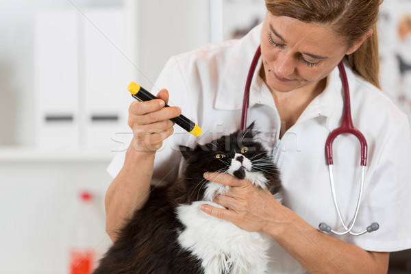 Vétérinaire clinique chaton yeux chat main Photo stock © fotoedu