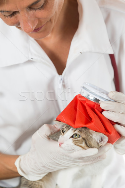 Cat influenza veterinaria febbre giù gattino Foto d'archivio © fotoedu