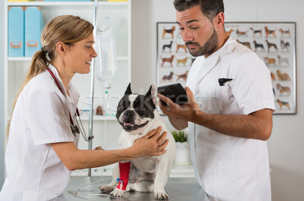 Veterinary clinic with a French bulldog Stock photo © fotoedu