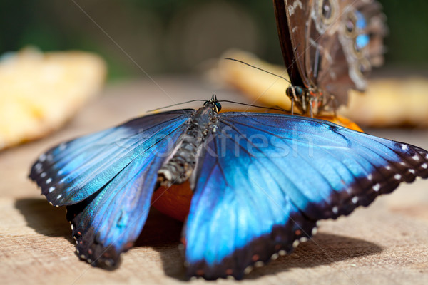 Morpho butterfly Stock photo © fotoedu