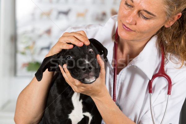 Veterinario perro americano veterinario sonrisa ojo Foto stock © fotoedu