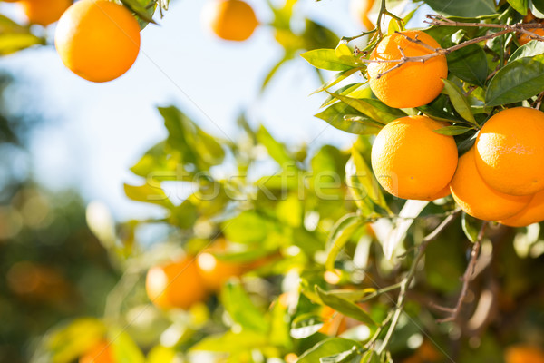 Valencia orange trees Stock photo © fotoedu