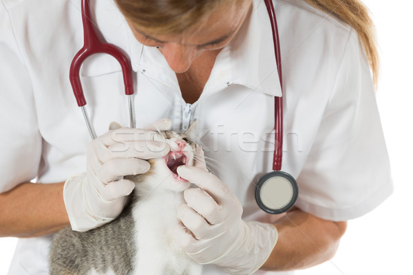 Foto stock: Veterinario · clínica · gatito · inspección · realizar · dentales