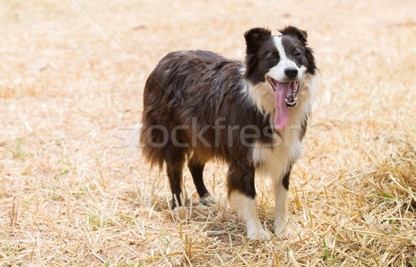 Border collie cão belo fazenda feliz fundo Foto stock © fotoedu