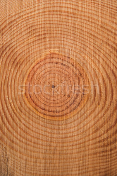 The rings of the pine tree Stock photo © Fotografiche