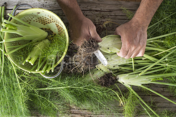 準備 フェンネル 緑 野菜 食べ 野菜 ストックフォト © Fotografiche