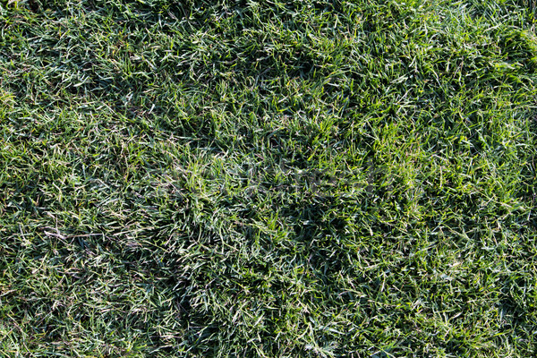 Lawn with green grass Stock photo © Fotografiche