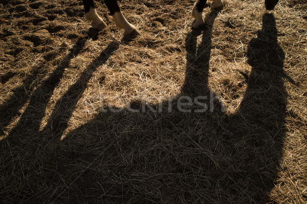 Shade projected by a horse Stock photo © Fotografiche