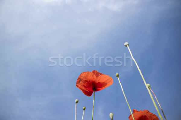 The poppy flower Stock photo © Fotografiche