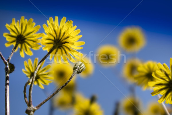 The yellow dandelion flower Stock photo © Fotografiche