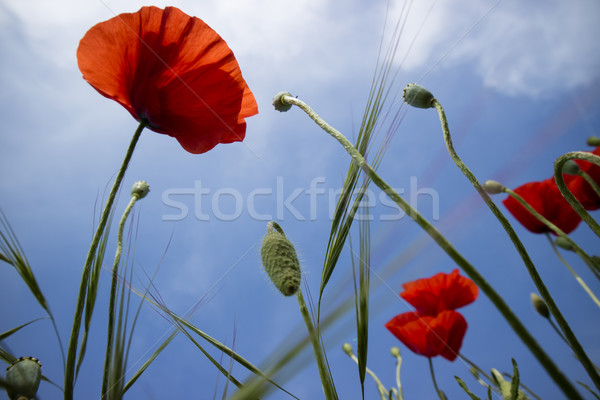 The poppy flower Stock photo © Fotografiche