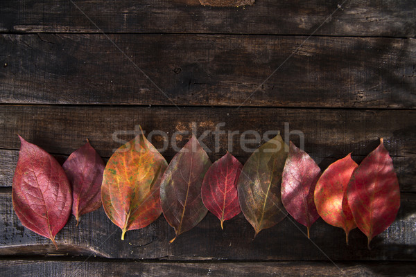 The leaves of persimmon Stock photo © Fotografiche