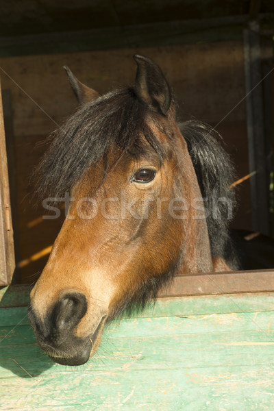 [[stock_photo]]: Vieux · écurie · chevaux · cheval · abri · peint