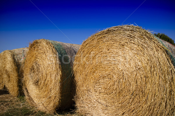 Stockfoto: Stro · dieren · stoppels · winterseizoen · landschap · achtergrond