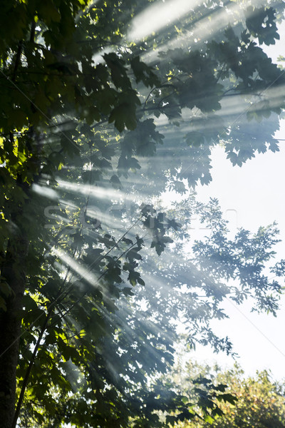 太陽光線 森林 効果 日光 夜明け ストックフォト © Fotografiche