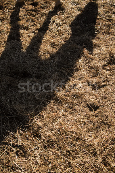 Shade projected by a horse Stock photo © Fotografiche
