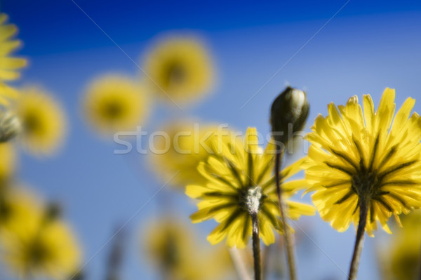 The yellow dandelion flower Stock photo © Fotografiche