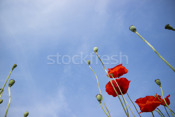 The poppy flower Stock photo © Fotografiche