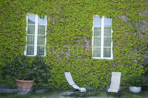 Ivy climbing impianto vite vegetazione Foto d'archivio © Fotografiche