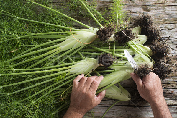 Preparação funcho verde legumes alimentação vegetal Foto stock © Fotografiche