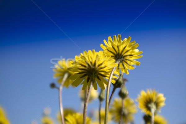 The yellow dandelion flower Stock photo © Fotografiche