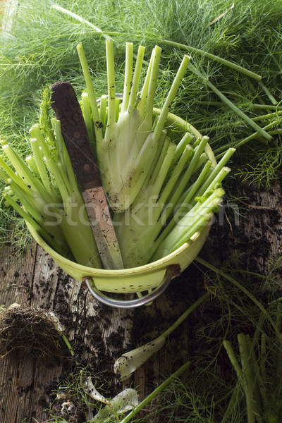 フェンネル 準備 クリーン 食品 緑 ストックフォト © Fotografiche