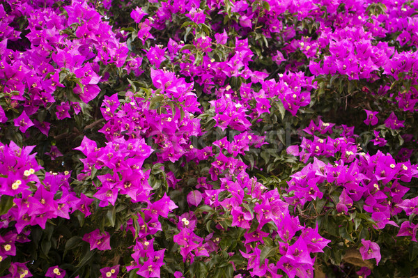 Flowering of the bouganville Stock photo © Fotografiche