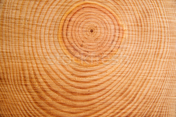 Anillos pino detalles madera anillo estructura Foto stock © Fotografiche