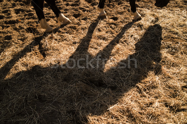 Shade projected by a horse Stock photo © Fotografiche