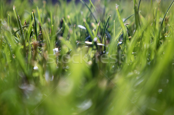 Fraîches herbe verte particulier été saison résumé [[stock_photo]] © Fotografiche