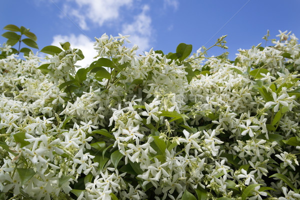 The white jasmine flower Stock photo © Fotografiche
