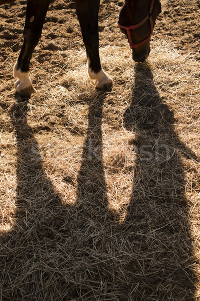 Shade projected by a horse Stock photo © Fotografiche